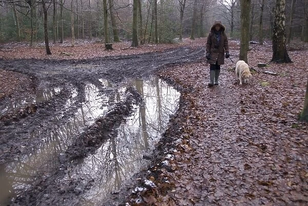 Domestic Dog, Golden Retriever, adult, walking on lead held by woman owner, beside muddy waterlogged track in woodland