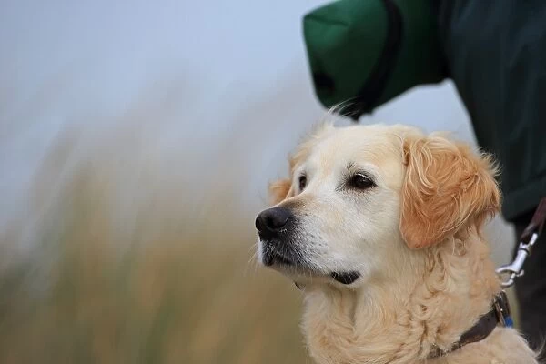 Domestic Dog, Golden Retriever, adult, close-up of head, wearing collar and lead, Norfolk, England, October