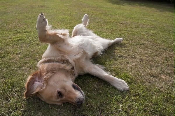 Domestic Dog, Golden Retriever, adult female, in heat, laying on back in submissive gesture, on garden lawn, England, august