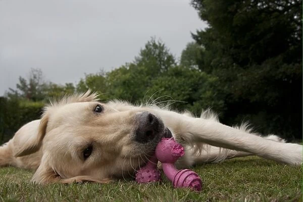 Domestic Dog, Golden Retriever, adult female, chewing toy, laying on garden lawn, England, august