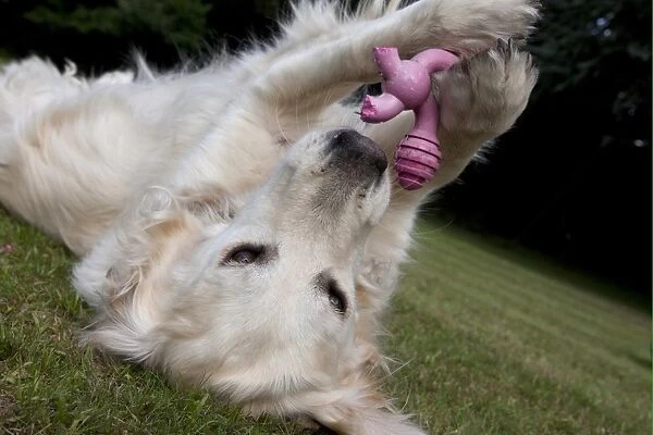 Domestic Dog, Golden Retriever, adult female, playing with toy, laying on garden lawn, England, august