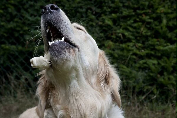 Domestic Dog, Golden Retriever, adult female, with chew in mouth, close-up of head, England, august