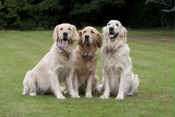 Domestic Dog, Golden Retriever, three adult females, sitting on garden lawn, England, august