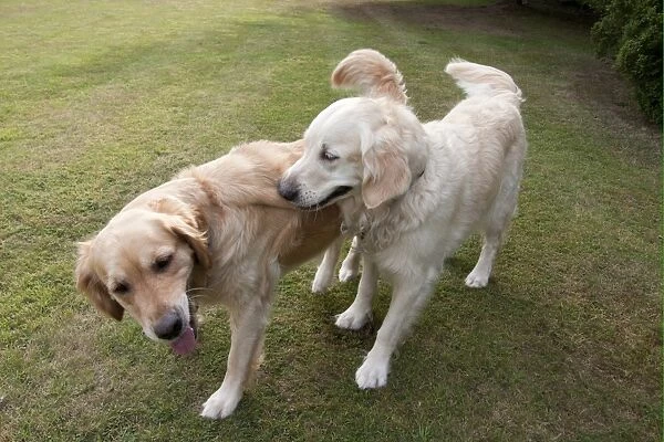 Domestic Dog, Golden Retriever, two adult females, dominance interaction, playing on garden lawn, England, august