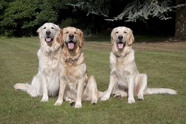 Domestic Dog, Golden Retriever, three adult females, panting, sitting on garden lawn, England, august