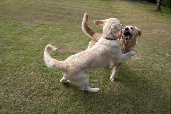 Domestic Dog, Golden Retriever, two adult females, playfighting on garden lawn, England, august