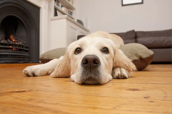 Domestic Dog, Golden Retriever, puppy, resting on floor beside fireplace, England