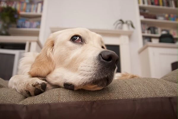Domestic Dog, Golden Retriever, puppy, close-up of head, resting on cushion, England