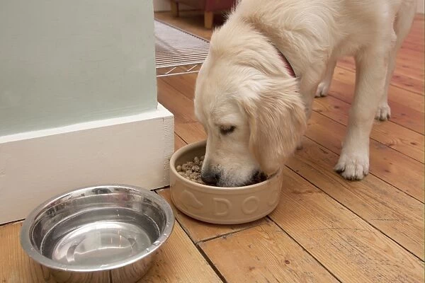 Domestic Dog, Golden Retriever, puppy, feeding from ceramic bowl, England