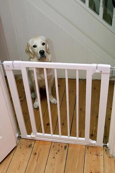 Domestic Dog, Golden Retriever, puppy, sitting behind stairgate, England