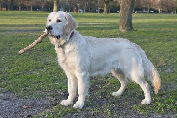 Domestic Dog, Golden Retriever, puppy, playing with stick in parkland, England, february