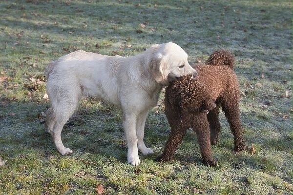 Domestic Dog, Golden Retriever, puppy, playing with Poodle in parkland, England, february