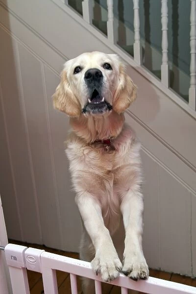 Domestic Dog, Golden Retriever, puppy, barking, standing with front legs on stairgate, England