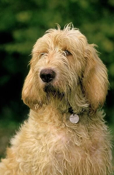 Domestic Dog, Grand Griffon Vendeen, adult, close-up of head