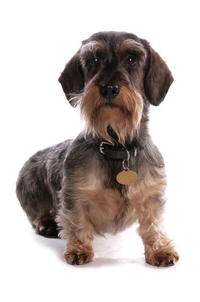Domestic Dog, Grande Basset Griffon Vendeen, adult male, with collar and tag, sitting