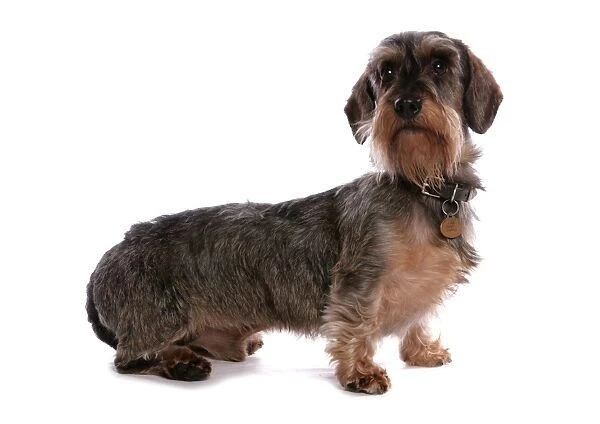 Domestic Dog, Grande Basset Griffon Vendeen, adult male, with collar and identi-chipped tag, sitting