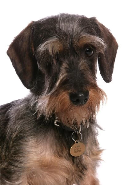 Domestic Dog, Grande Basset Griffon Vendeen, adult male, with collar and identi-chipped tag, close-up of head