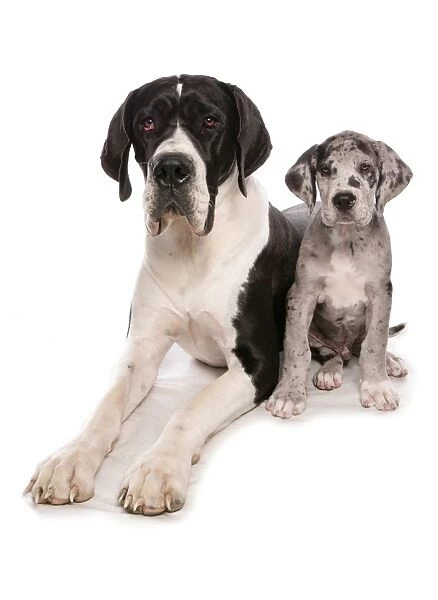 Domestic Dog, Great Dane, adult and puppy