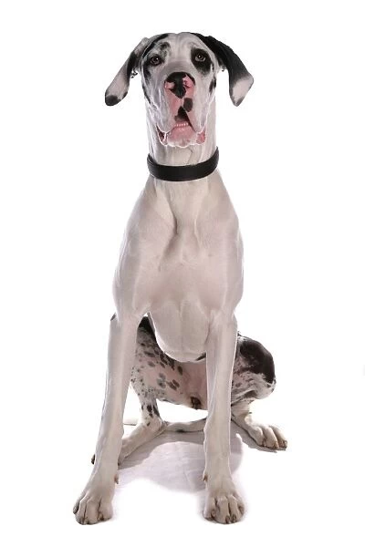 Domestic Dog, Great Dane, harlequin adult female, with collar, sitting