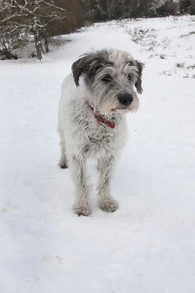 Domestic Dog, Greek Mountain Dog, elderly adult, standing in snow, England, december