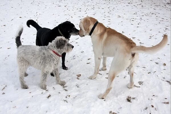 Domestic Dog, Greek Mountain Dog and labrador cross mongrel, elderly adults