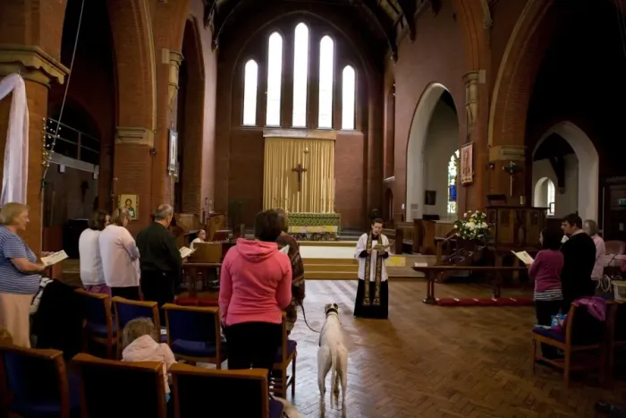 Framed Print : Domestic Dog, Greyhound, adult, standing in aisle during blessing at church service for pets, England, october Framed Print : Domestic Dog, Greyhound, adult, standing in aisle during blessing at church service for pets, England, october