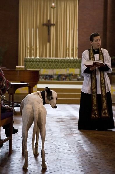 Domestic Dog, Greyhound, adult, standing in aisle during blessing at church service for pets, England, october