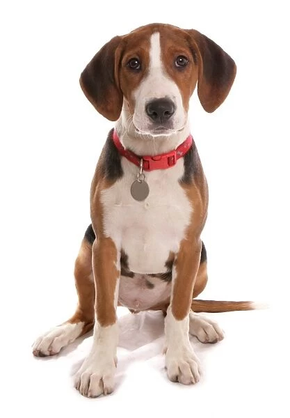 Domestic Dog, Hamiltonstovare (Hamilton Hound), puppy, sitting, with collar and tag