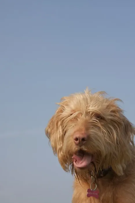 Framed Print : Domestic Dog, Hungarian Vizsla, wire-haired variety, juvenile, one-year old, close-up of head, panting, England, March Framed Print : Domestic Dog, Hungarian Vizsla, wire-haired variety, juvenile, one-year old, close-up of head, panting, England, March
