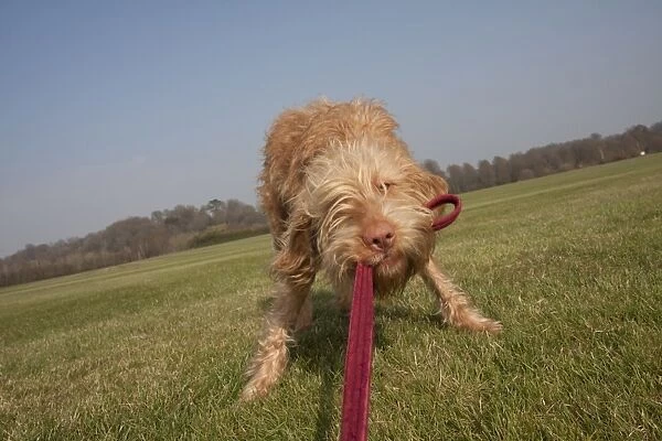 Domestic Dog, Hungarian Vizsla, wire-haired variety, juvenile, one-year old, pulling on lead with mouth, England, March