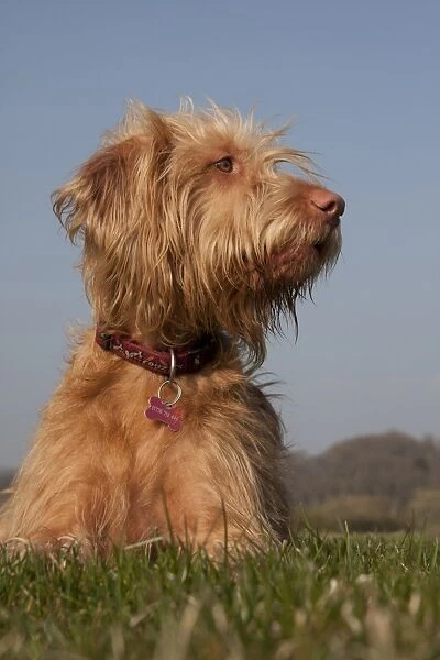 Domestic Dog, Hungarian Vizsla, wire-haired variety, juvenile, one-year old, laying on grass, England, March