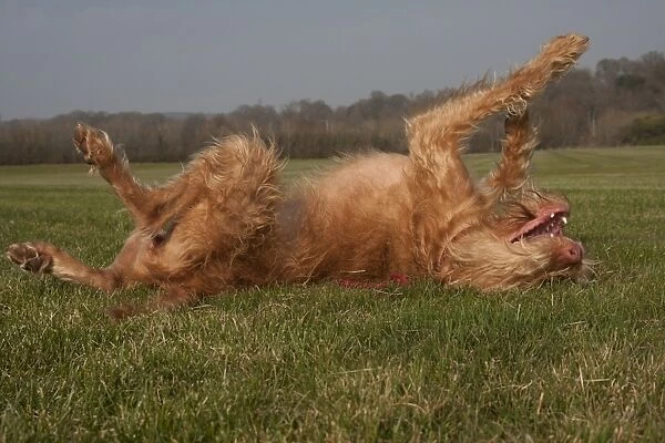 Domestic Dog, Hungarian Vizsla, wire-haired variety, juvenile, one-year old, rolling on back, England, March