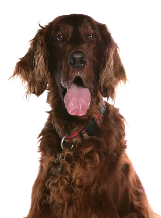 Framed Print : Domestic Dog, Irish Setter, adult, close-up of head, with collar and tag Framed Print : Domestic Dog, Irish Setter, adult, close-up of head, with collar and tag