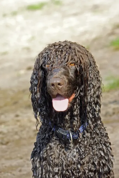 Framed Print : Domestic Dog, Irish Water Spaniel, adult, close-up of head, panting Framed Print : Domestic Dog, Irish Water Spaniel, adult, close-up of head, panting
