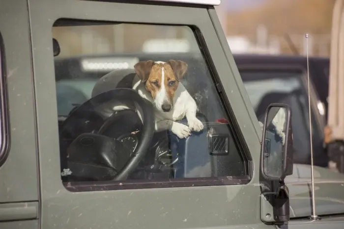 Framed Print : Domestic Dog, Jack Russell Terrier, adult, resting on dashboard of Land Rover, Ruthin Livestock Auction Mart, Ruthin Framed Print : Domestic Dog, Jack Russell Terrier, adult, resting on dashboard of Land Rover, Ruthin Livestock Auction Mart, Ruthin