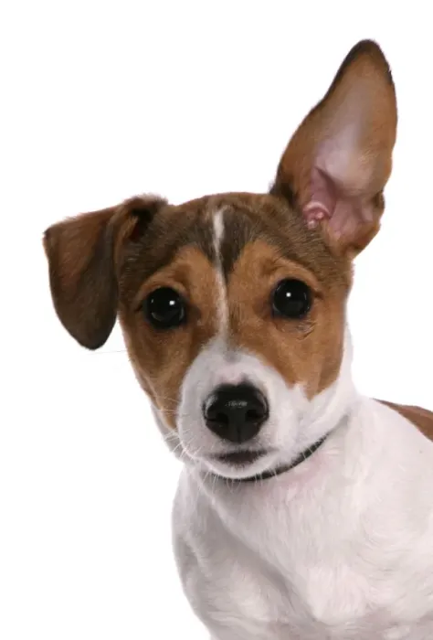 Framed Print : Domestic Dog, Jack Russell Terrier, female puppy, with one ear up, close-up of head Framed Print : Domestic Dog, Jack Russell Terrier, female puppy, with one ear up, close-up of head