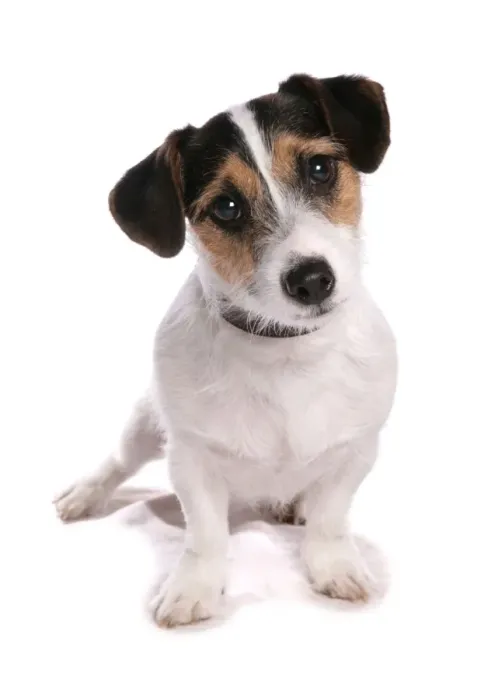 Framed Print : Domestic Dog, Jack Russell Terrier, adult, sitting, with collar Framed Print : Domestic Dog, Jack Russell Terrier, adult, sitting, with collar