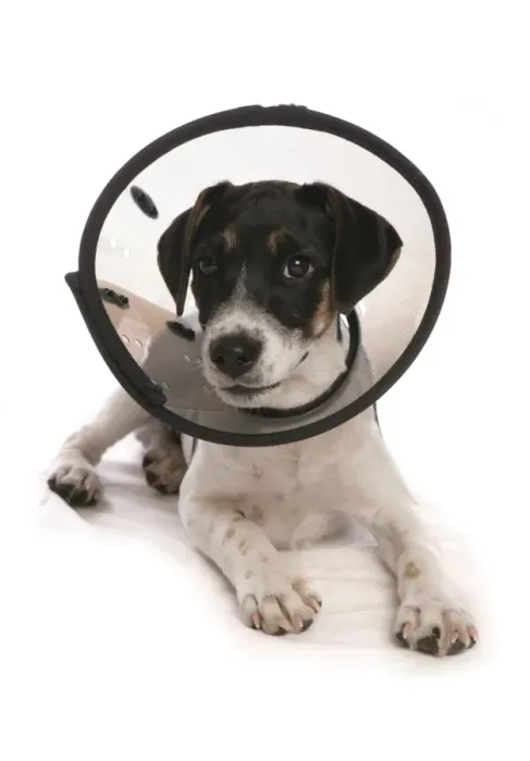 Framed Print : Domestic Dog, Jack Russell Terrier, puppy, laying, wearing Elizabethan collar Framed Print : Domestic Dog, Jack Russell Terrier, puppy, laying, wearing Elizabethan collar