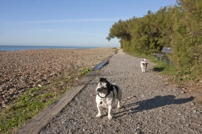 Framed Print : Domestic Dog, Jack Russell Terrier, two adults, walking on path beside beach, Goring, West Sussex, England, october Framed Print : Domestic Dog, Jack Russell Terrier, two adults, walking on path beside beach, Goring, West Sussex, England, october