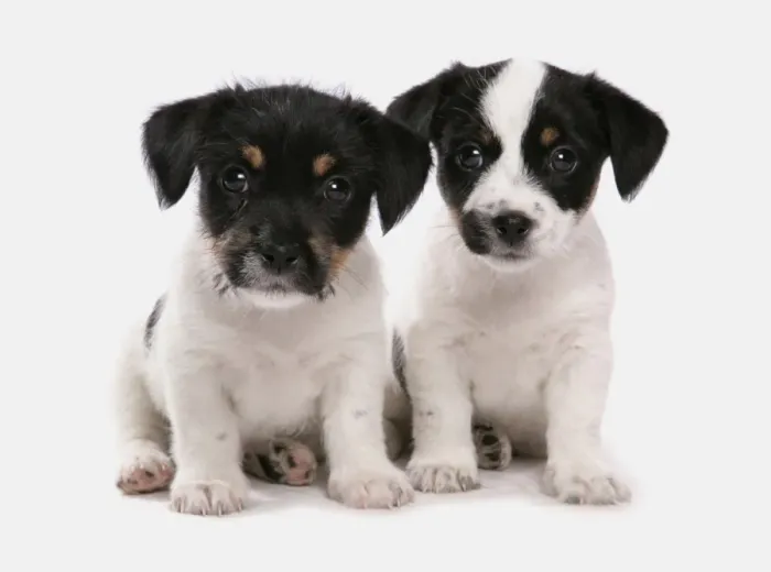 Framed Print : Domestic Dog, Jack Russell Terrier, two puppies, sitting Framed Print : Domestic Dog, Jack Russell Terrier, two puppies, sitting