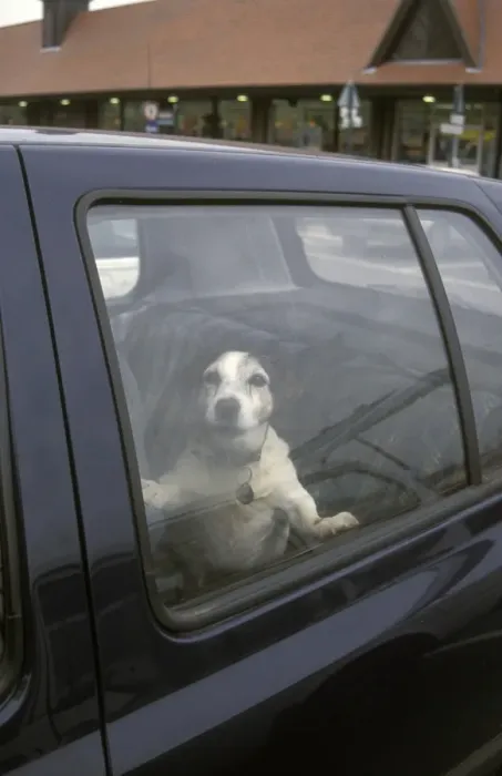 Framed Print : Domestic Dog, Jack Russell Terrier, adult, barking inside car parked in supermarket carpark, England Framed Print : Domestic Dog, Jack Russell Terrier, adult, barking inside car parked in supermarket carpark, England