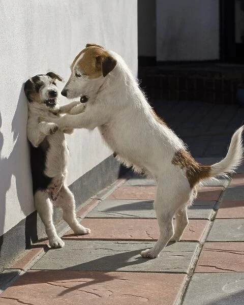 Domestic Dog, Jack Russell Terrier, adult female and puppy, playfighting against wall, Devon, England, April