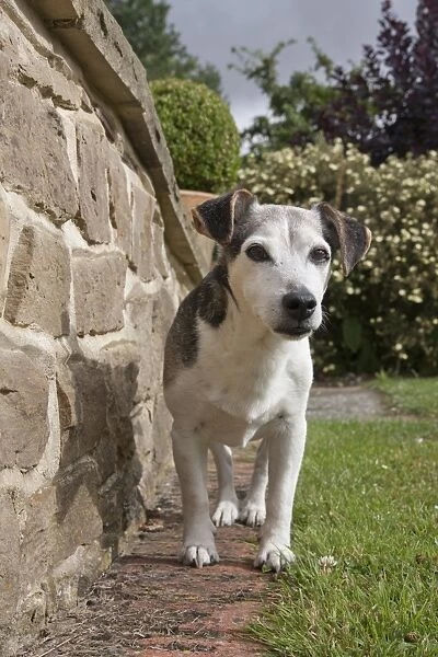 Domestic Dog, Jack Russell Terrier, elderly adult, standing beside wall in garden, England, August