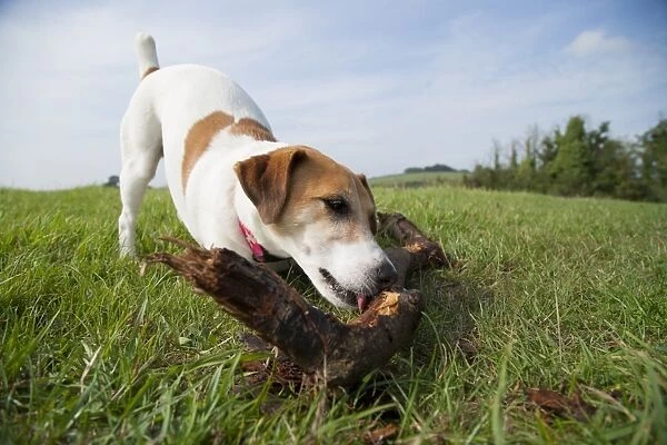 Domestic Dog, Jack Russell Terrier, adult, licking branch on grass, England, September
