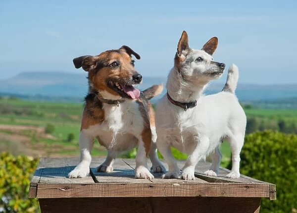Domestic Dog, Jack Russell Terrier, two adults, standing together, Chipping, Lancashire, England, april