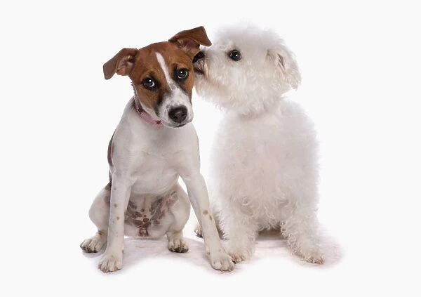 Domestic Dog, Jack Russell Terrier and Bichon Frise, two adults, sniffing ear