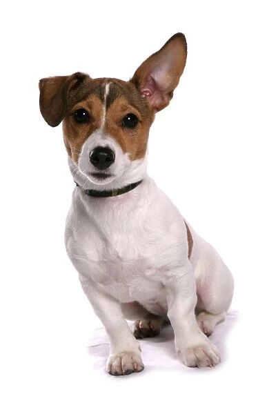 Domestic Dog, Jack Russell Terrier, female puppy, with one ear up, sitting