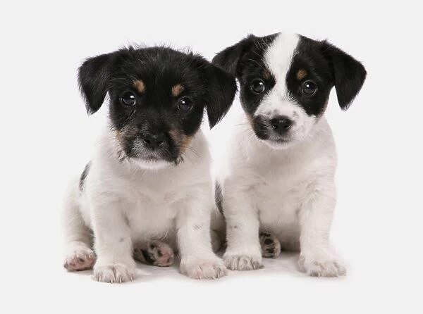 Domestic Dog, Jack Russell Terrier, two puppies, sitting