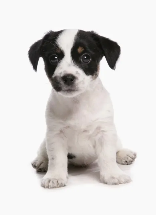 Framed Print : Domestic Dog, Jack Russell Terrier, puppy, sitting Framed Print : Domestic Dog, Jack Russell Terrier, puppy, sitting