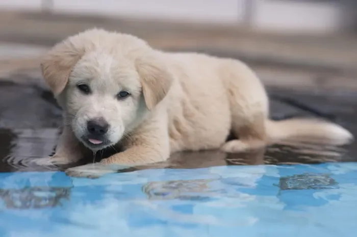 Framed Print : Domestic Dog, Kintamani, puppy, resting at edge of swimming pool, Jakarta, Java, Indonesia